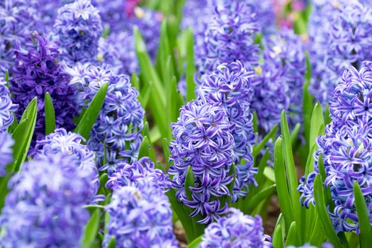 hyacinth flower in the garden. macro of purple hyacinth flower meadow in spring season. hyacinth flowers as background or greeting card.