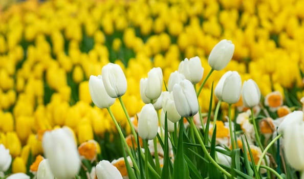 colorful of tulip flowers field in spring season, white and yellow tulip