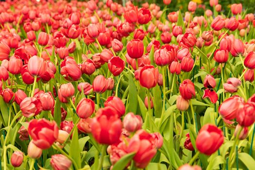 colorful of tulip flowers field in spring season, red tulip