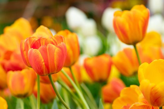 colorful of tulip flowers field in spring season, orange tulip