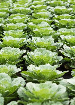 Row of growing fresh cabbage field, agriculture concept