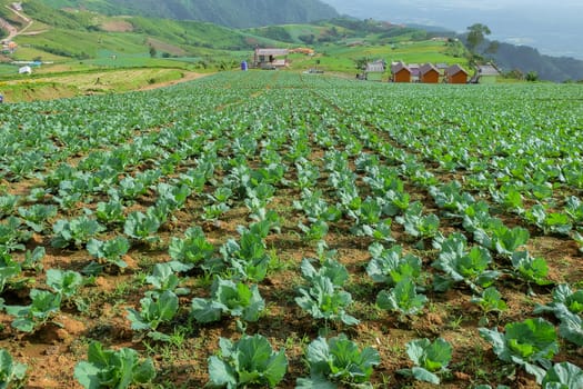 Cabbage vegetable plot Of the Hmong people at Phu Thap Berk, Phetchabun Province.thailand.