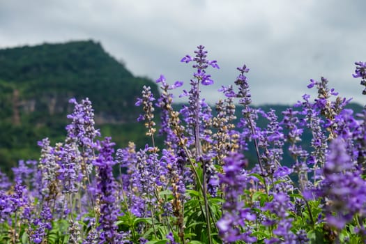 Fresh purple lavender flowers With mountains in the background.