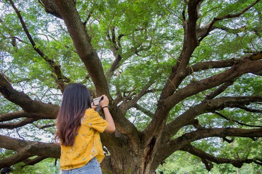 Giant Chamchuri Tree Before building a bridge, walk around the tree.
Located at Village No. 5, Kasikorn Village, Koh Samrong Subdistrict, Dan Makham Tia District, Kanchanaburi Province, Thailand