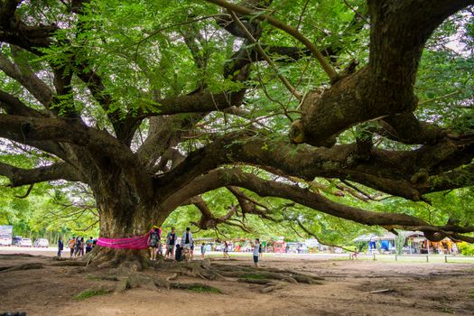 Giant Chamchuri Tree Before building a bridge, walk around the tree.
Located at Village No. 5, Kasikorn Village, Koh Samrong Subdistrict, Dan Makham Tia District, Kanchanaburi Province, Thailand