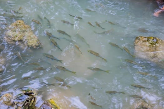 group of antimony fish ( Mahseer barb ) swimming in the water.