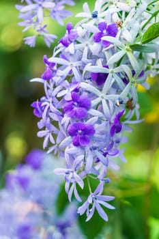 Beautiful purple wreath vine (Petrea Volubilis) or queen's wreath vine flower on blurred background