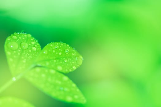 Leaves close up nature view of green leaf on blurred greenery background in garden Use as background image for pasting text or characters