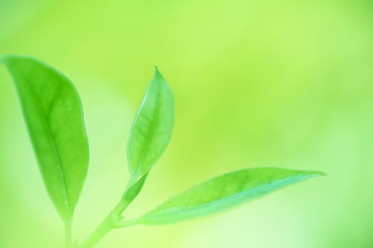 Leaves close up nature view of green leaf on blurred greenery background in garden Use as background image for pasting text or characters