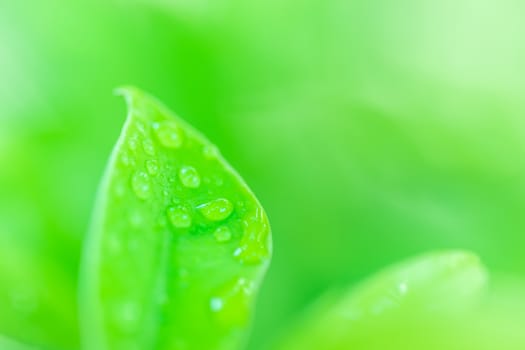 Leaves close up nature view of green leaf on blurred greenery background in garden Use as background image for pasting text or characters