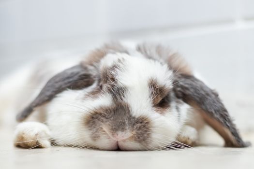 Lovely bunny rabbit easter white and brown on lying on the floor. with beautiful.Animal concept.