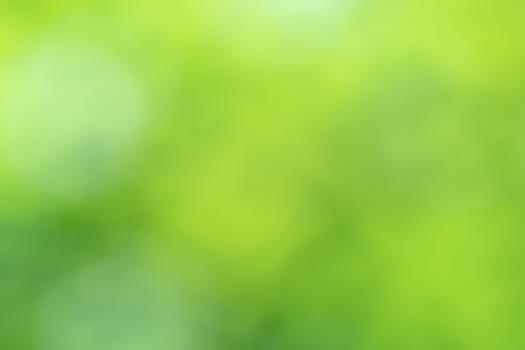 Green blurred background abstract light gradient bokeh natural  Used for text input