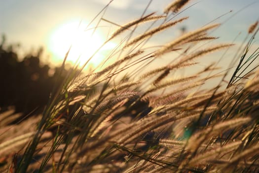 Grass flowers with sunrise in the morning. (Focus on the center of the image.)