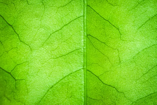 Abstract green leaf background for texture, macro