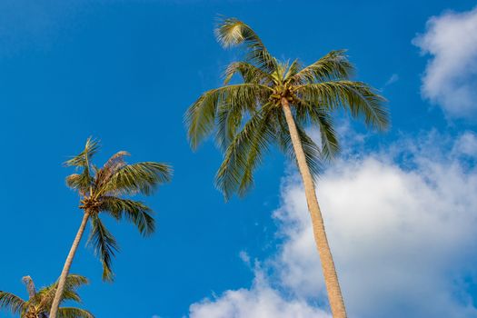 coconut palm trees against the blue sky