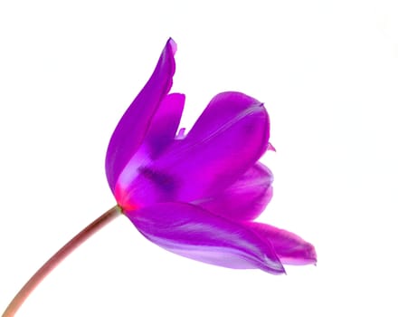 Beautifully presented and photographed flower portraits in close up against a white background..