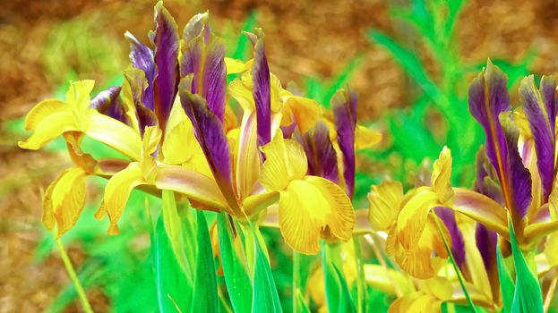 Beautiful and vibrantly colourful Flower Portraits and interesting and unusual gardens.