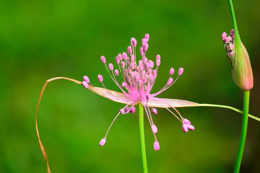 Beautiful and vibrantly colourful Flower Portraits and interesting and unusual gardens.