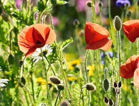 Beautiful and vibrantly colourful Flower Portraits and interesting and unusual gardens.