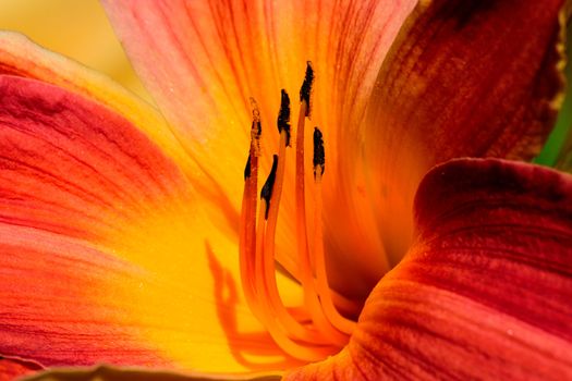 Beautiful and vibrantly colourful Flower Portraits and interesting and unusual gardens.