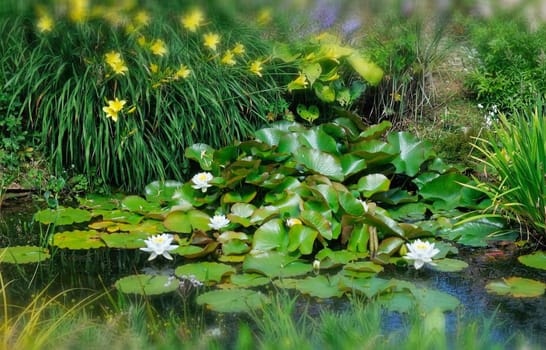 Beautiful and vibrantly colourful Flower Portraits and interesting and unusual gardens.