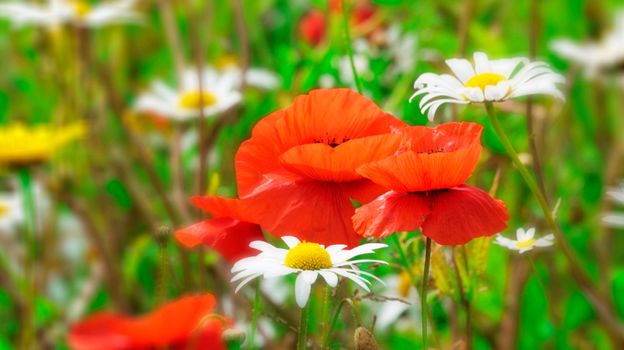 Beautiful and vibrantly colourful Flower Portraits and interesting and unusual gardens.