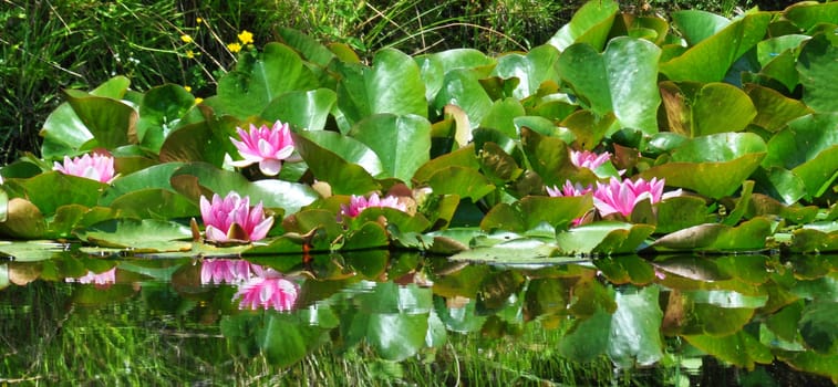 Beautiful and vibrantly colourful Flower Portraits and interesting and unusual gardens.