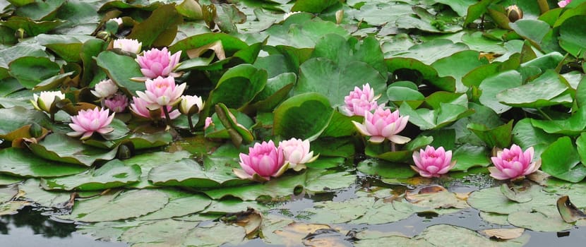 Beautiful and vibrantly colourful Flower Portraits and interesting and unusual gardens.