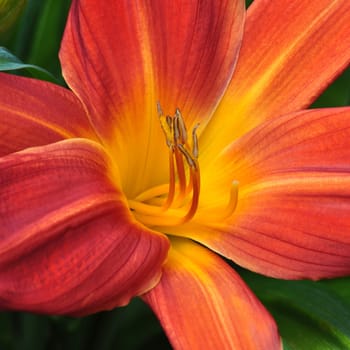 Beautiful and vibrantly colourful Flower Portraits and interesting and unusual gardens.