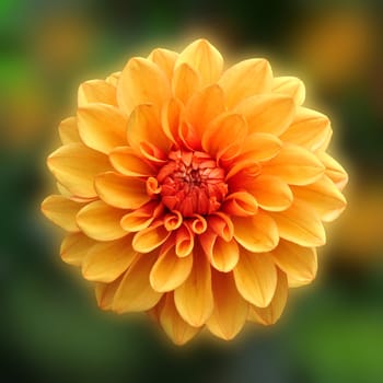 Beautiful and vibrantly colourful Flower Portraits and interesting and unusual gardens.