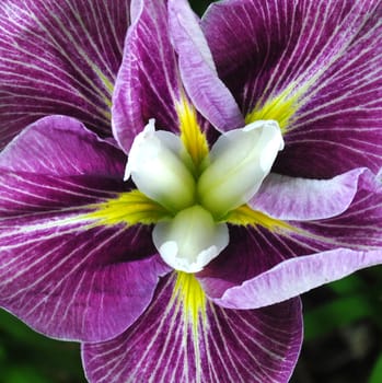 Beautiful and vibrantly colourful Flower Portraits and interesting and unusual gardens.