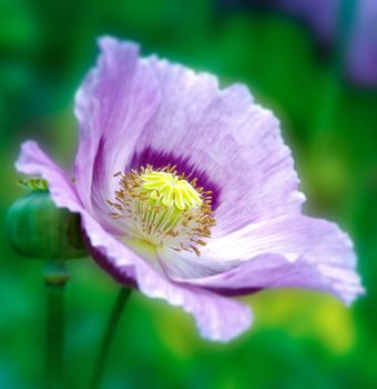 Beautiful and vibrantly colourful Flower Portraits and interesting and unusual gardens.