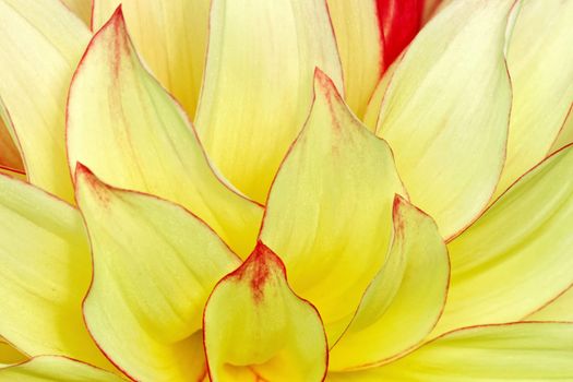 Beautiful and vibrantly colourful Flower Portraits and interesting and unusual gardens.