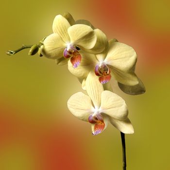 Beautiful and vibrantly colourful Flower Portraits and interesting and unusual gardens.