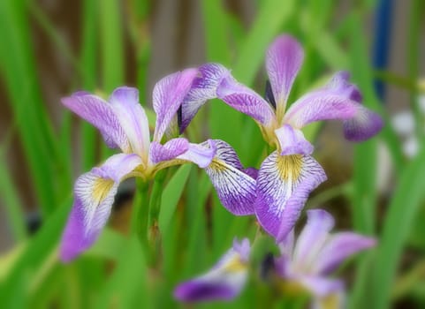 Beautiful and vibrantly colourful Flower Portraits and interesting and unusual gardens.