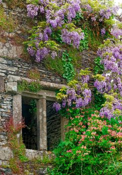 Beautiful and vibrantly colorful Flower Portraits and interesting and unusual gardens.