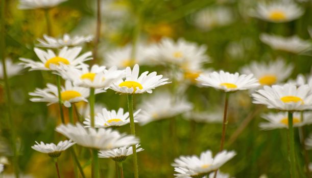 Beautiful and vibrantly colorful Flower Portraits and interesting and unusual gardens.