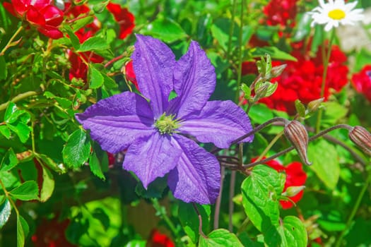 Beautiful and vibrantly colorful Flower Portraits and interesting and unusual gardens.