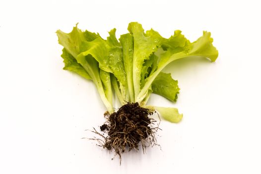 Shots of fresh lettuce with roots, lettuce isolated on white background