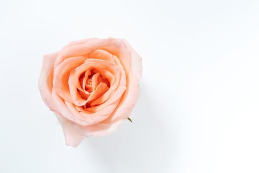 top view of single pink rose flower blooming isolated on white background