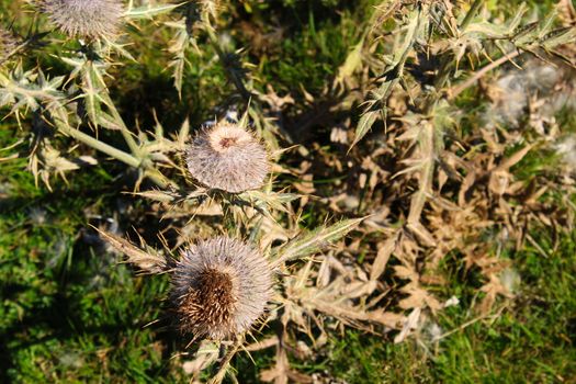 Huge Thistle with dried flowers on the meadow. On the mountain Bjelasnica.