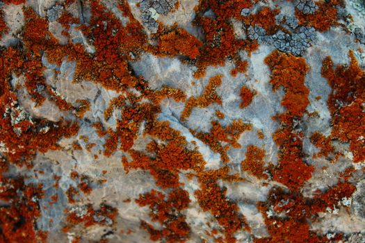 Many small colonies of orange lichen on the stone. On the mountain Bjelasnica, Bosnia and Herzegovina.