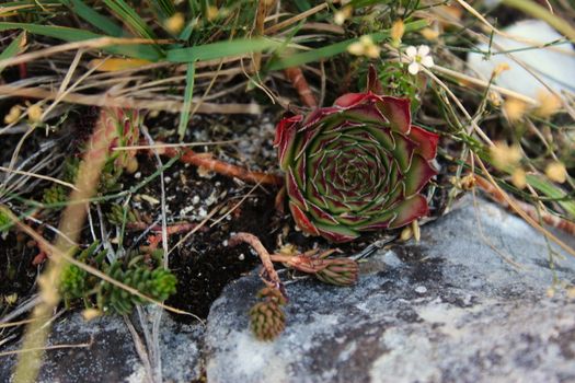 Sempervivum on stone. Mountain plants. On the mountain Bjelasnica, Bosnia and Herzegovina.