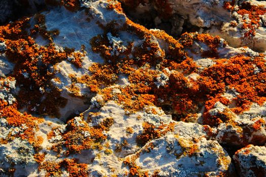 Many colonies of orange lichens on the stone. Like gold on a stone. On the mountain Bjelasnica, Bosnia and Herzegovina.