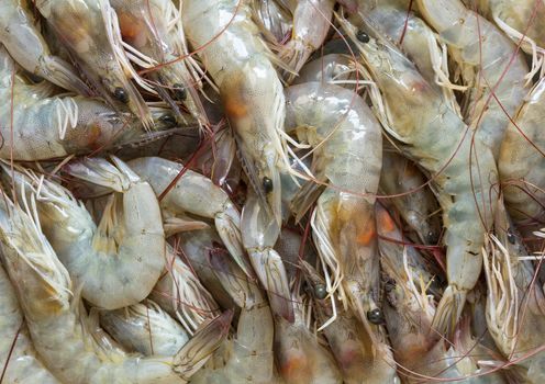 Close up fresh prawn, fresh shrimp seafood product 