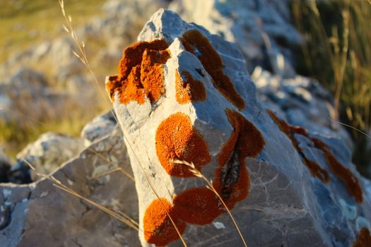 Colonies of orange lichen surrounded the stone. On the mountain Bjelasnica, Bosnia and Herzegovina.