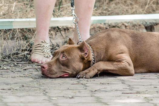 red pit bull lies and waits on sidewalk at the feet of his mistress