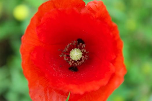 Close up of a red poppy flower on a green background. Beja, Portugal.