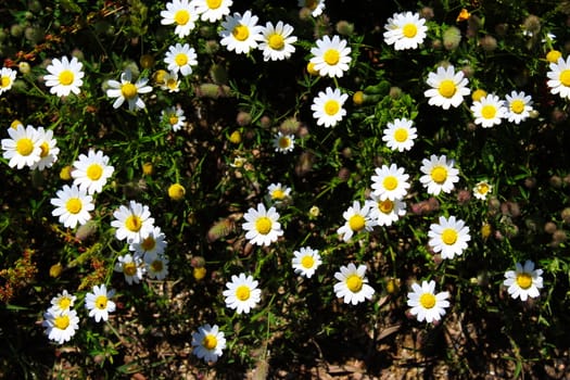 A lot of daisy flowers. Background. Beja, Portugal.