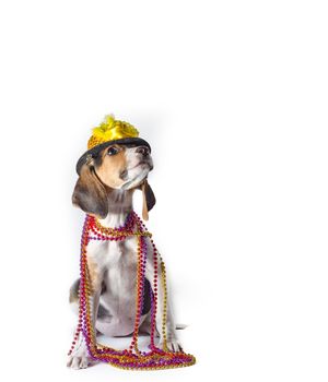 mardi gras puppy with long ears in multi-colored beads and carnival hat sitting on white background
